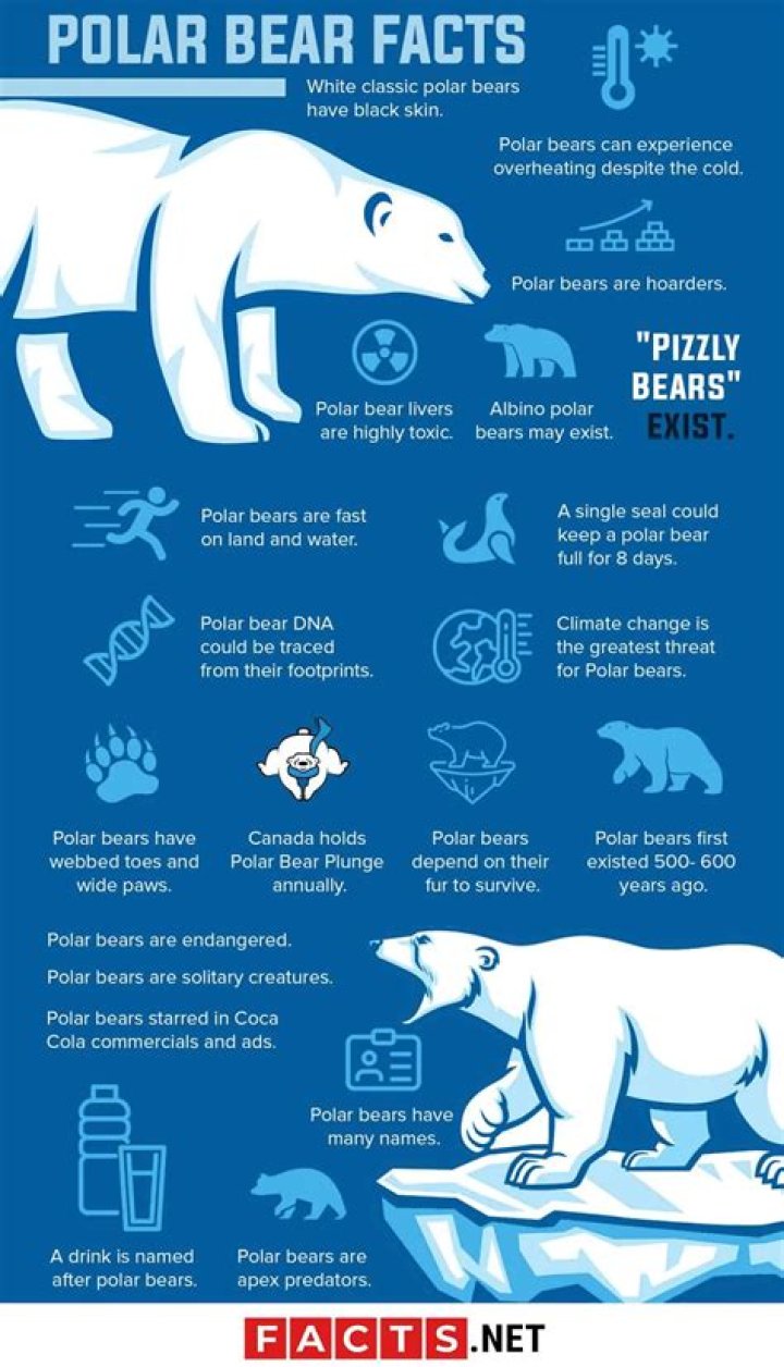20 Interesting Polar Bear Facts 2024 HunterHunts
