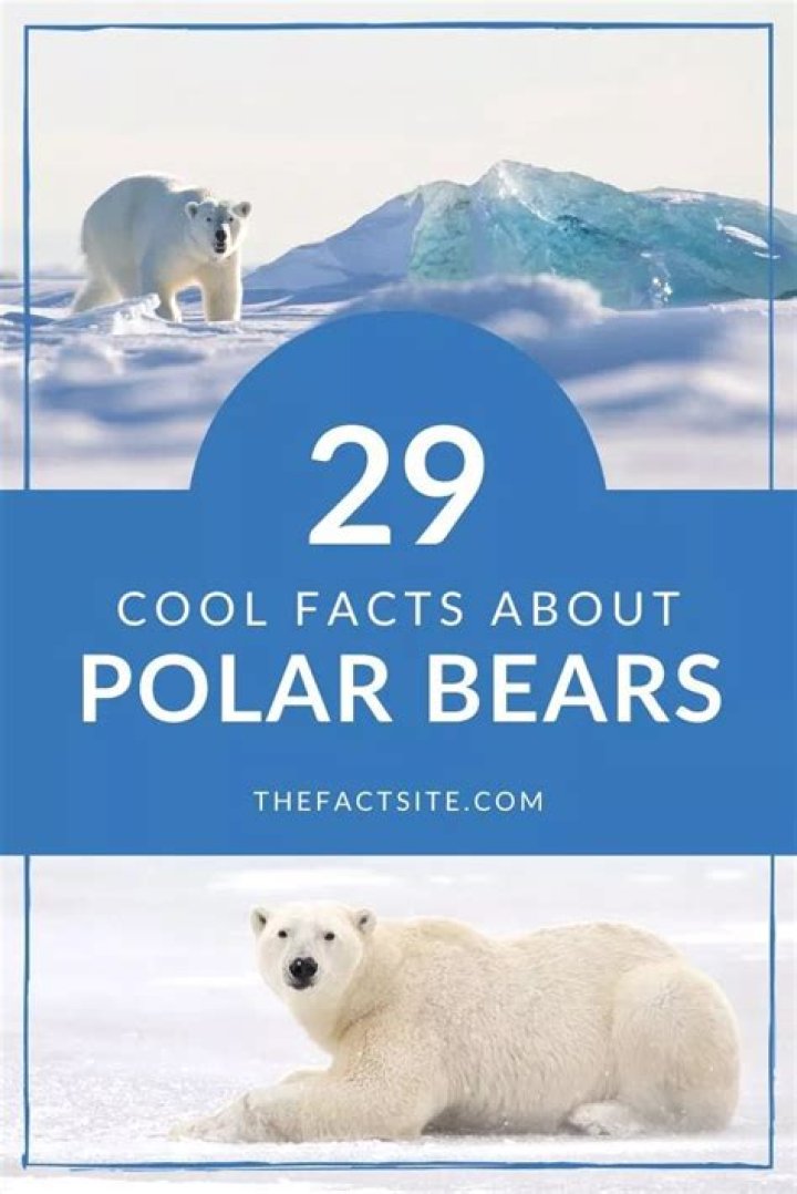 29 Cool Facts About Polar Bears That You Should Know The Fact Site