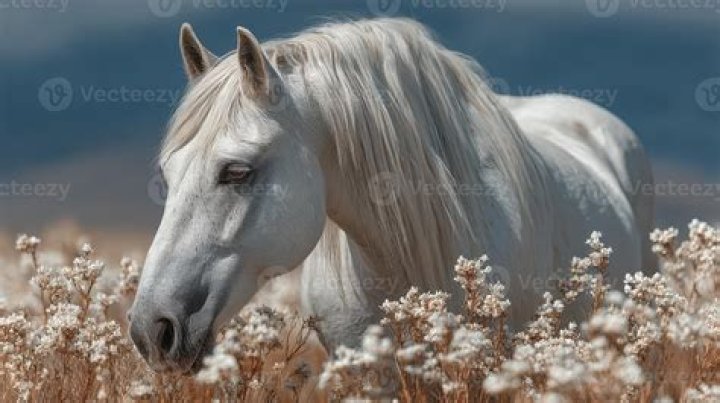 A white horse roaming around freely on a patch of land. | Source: Shutterstock