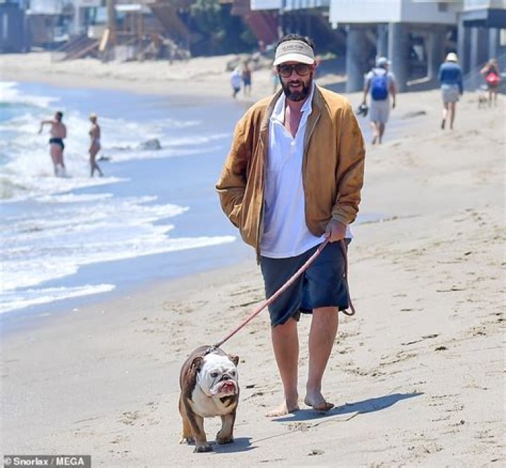 Adam Sandler takes his bulldog Babu on a walk along the beach in Malibu ReadSector