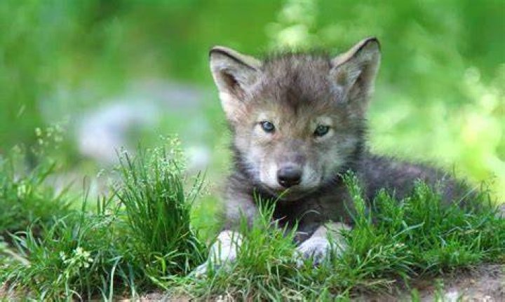 Adorable: Little Wolf looked cute as a button in a dress shirt and trousers