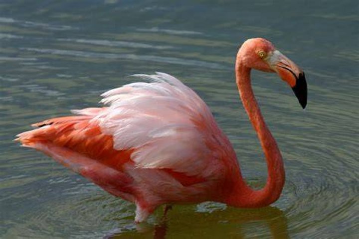 American Flamingo Phoenicopterus ruber