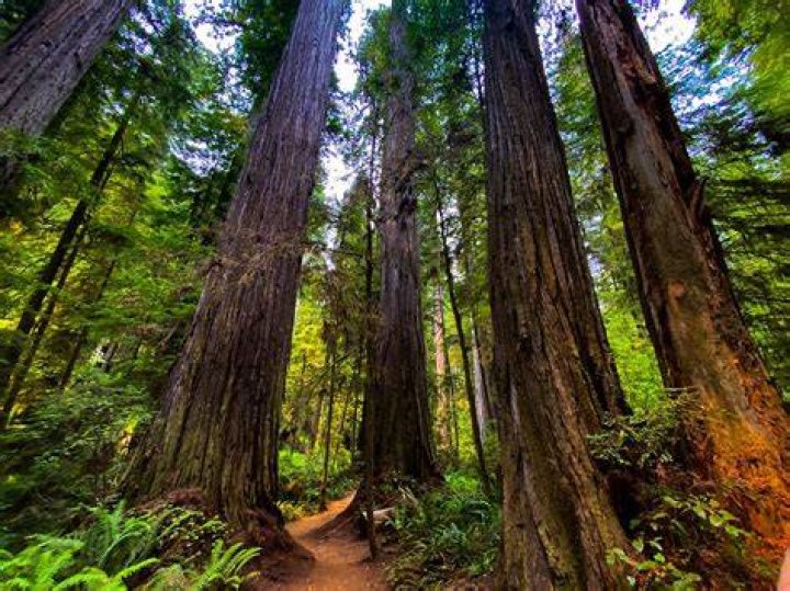 California Redwoods. Image credit: Pixabay