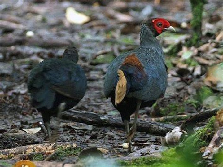 Crestless Fireback (Malayan) eBird