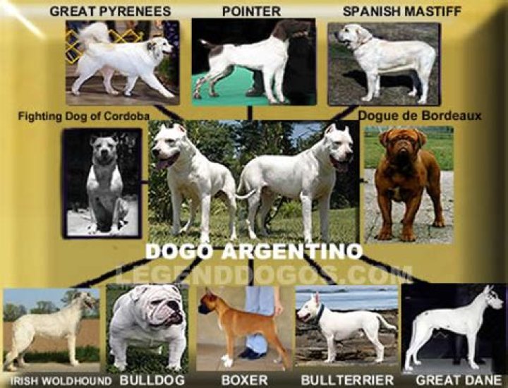 Dogo Argentino Breed History And Facts