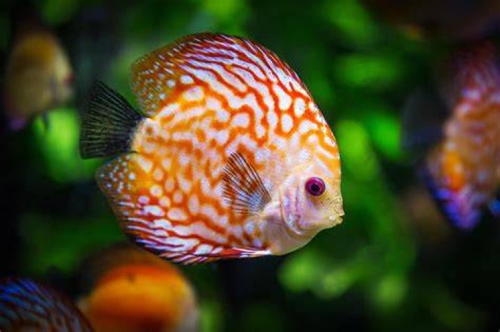 FileRhiannon Fish (8551691008).jpg