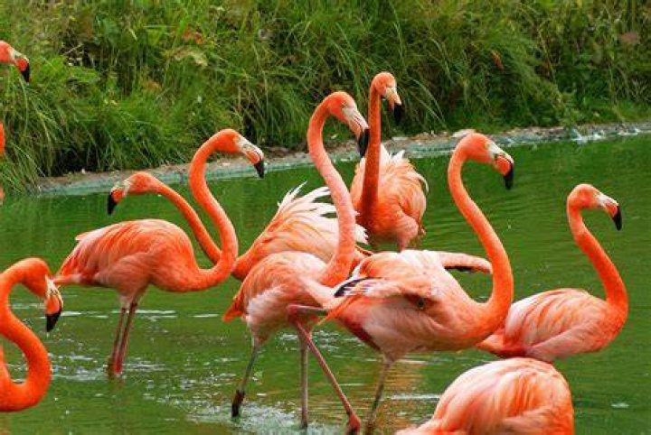 Flamingo Wikipedia