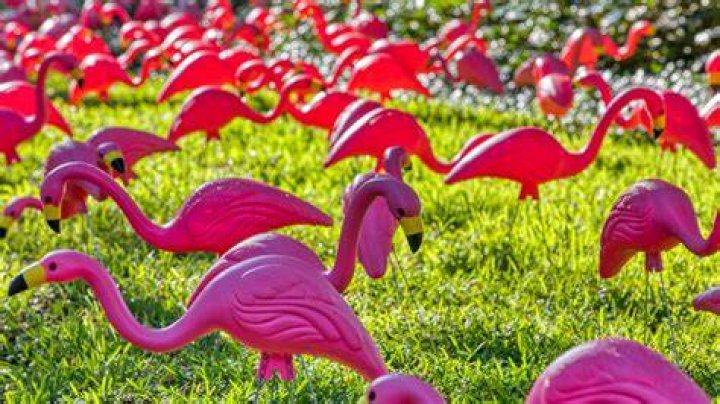 Flamingos in Yard Meaning (May 2024)