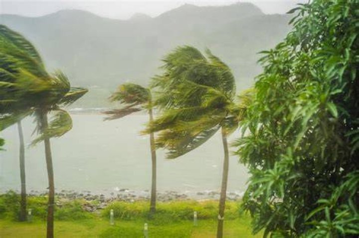 High winds from Tropical Storm Isaias brought down a tree on August 4, 2020 | Photo: Getty Images