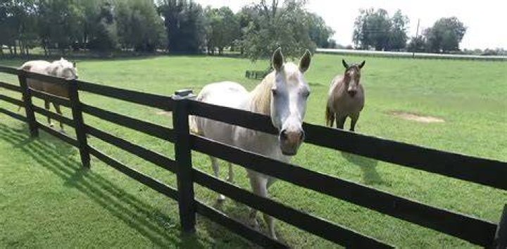 Horses pictured on Betty Sue's Family Farm | Source: Auction Group