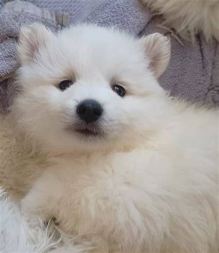 Japanese Spitz Albany PetsForHomes