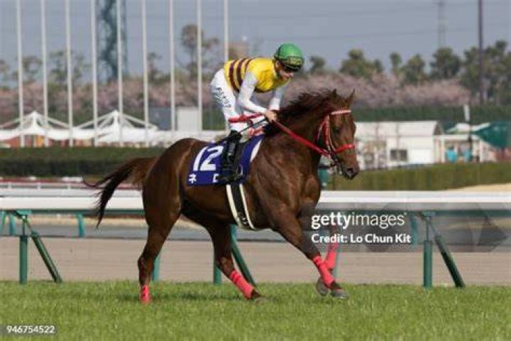 Jockey Filip Minarik riding Nero at the Takamatsunomiya Kinen (G1 1200m) at Chukyo Racecourse on March 25, 2018 in Toyoake, Aichi Prefecture, Japan. | Source: Getty Images