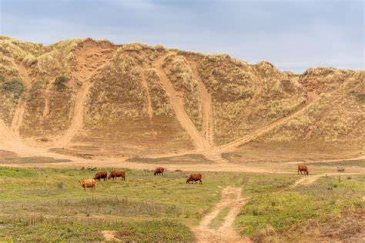 NORTO Natural Dune UK