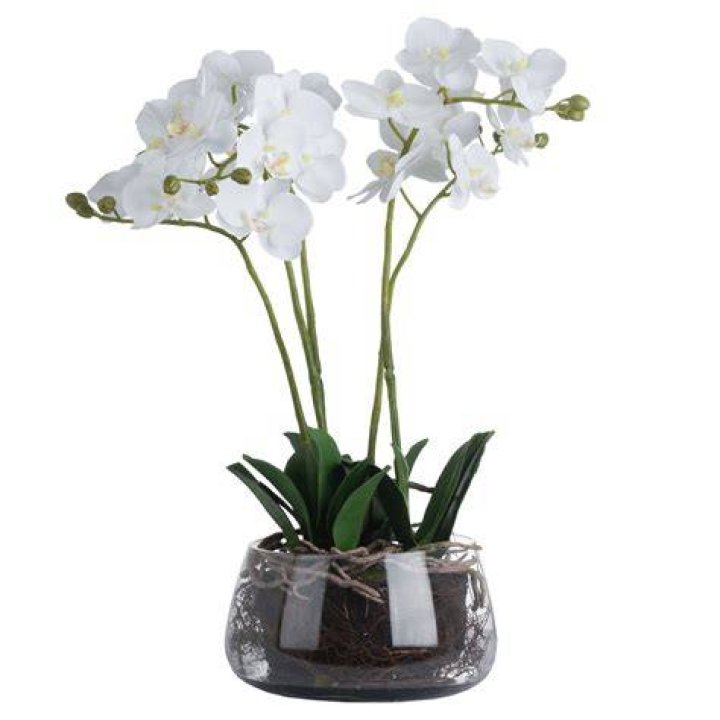 Orchid in a glass bowl. | Source: Pixabay