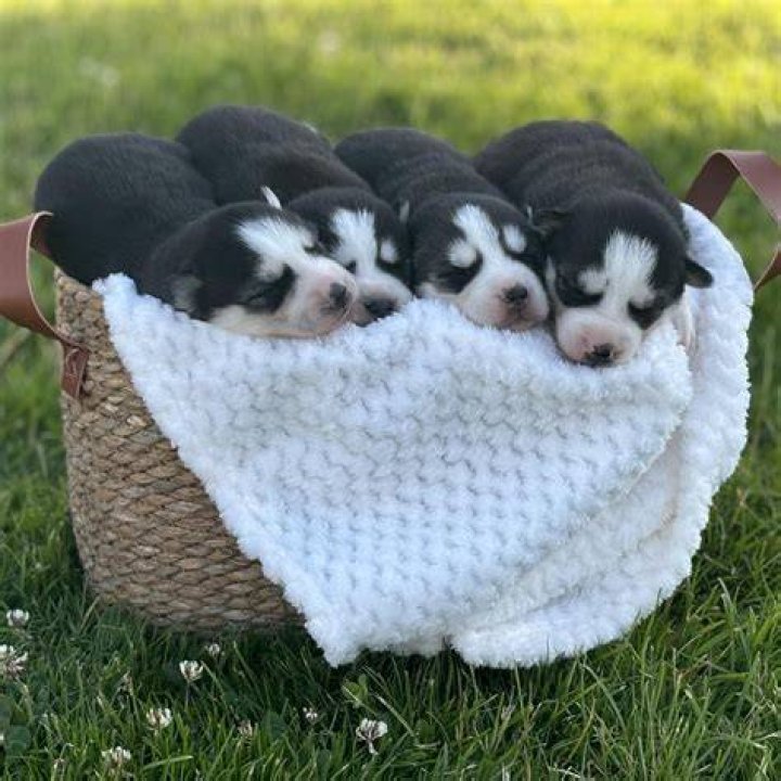 Pups: North, 10, received $20,000 for four recording sessions of her character Mini, a Pomeranian pup, while Saint, seven, earned $10,000 for two sessions for Meteor Max