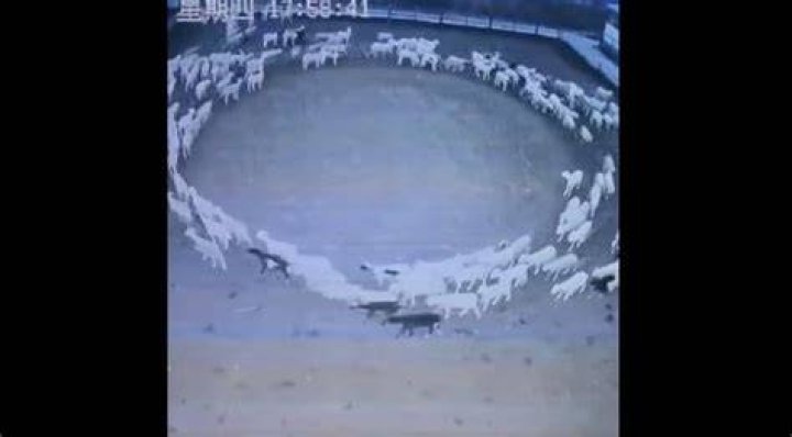 Screenshot of video showing sheep jumping back into the ditch. | Source: