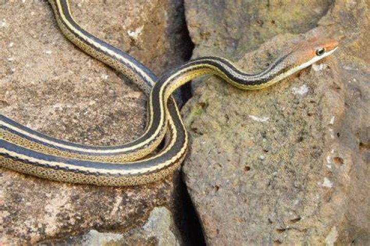 Snakes in Kenya 7 most common types you'll encounter Tuko.co.ke