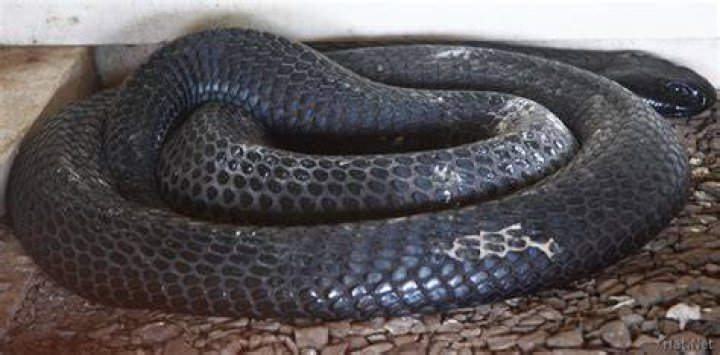 snakes of kenya Story of Africa