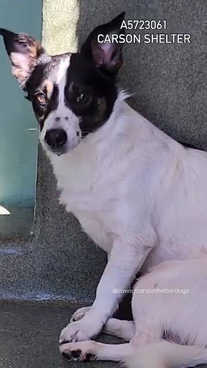 Source: Facebook/Saving Carson Shelter Dogs