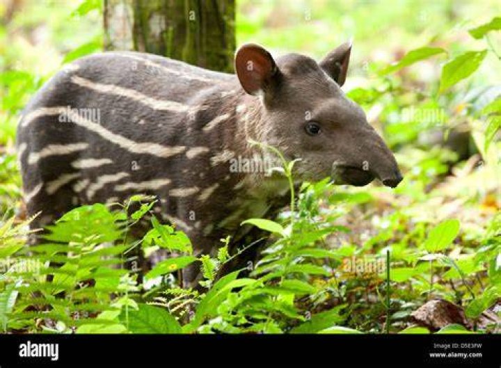 South American Tapir: The Amazon's Large Herbivore South American Tapir: The Amazon's Large Herbivore