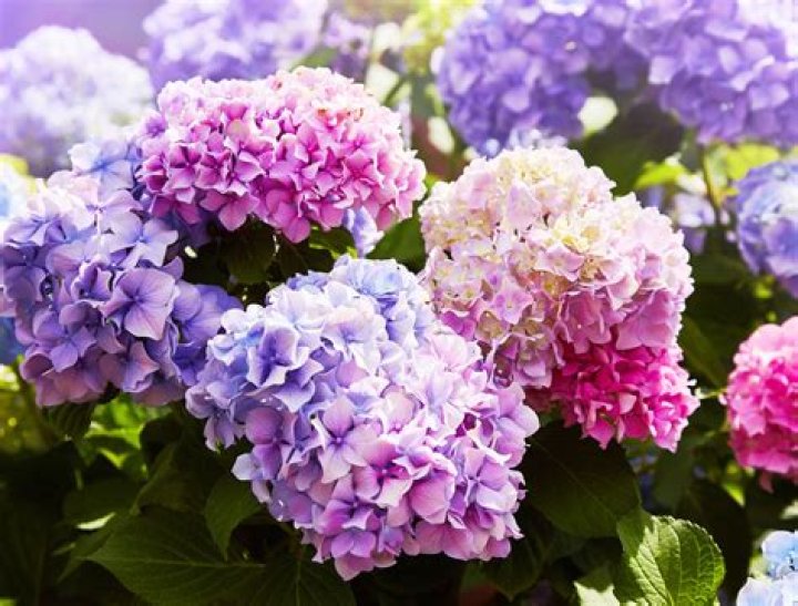 Stunning: The flowers comprised hydrangeas and roses in stunning pink and purple hues