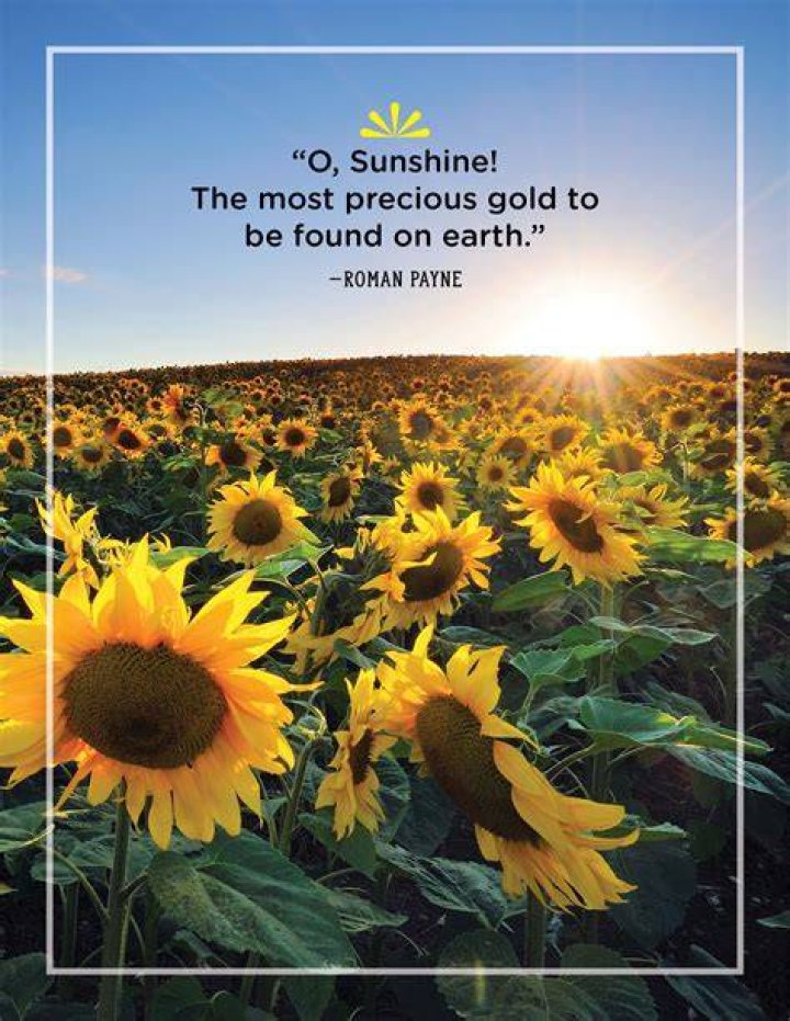 Sunshine Quotes Tumblr Sunshine Quotes Quotes Words / The sun is a daily reminder that we too