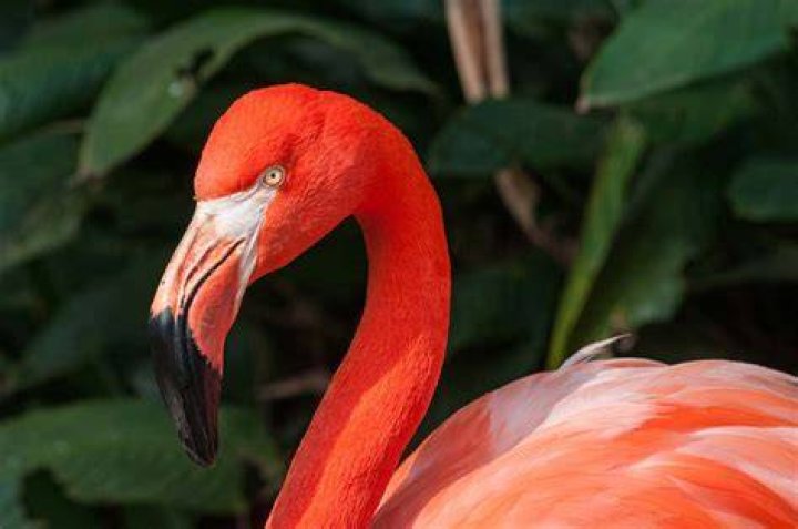 What Does A Pink Flamingo In Your Front Yard Mean? Yard Sumo