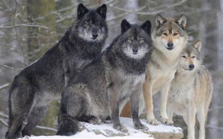Wolves' South Korean forward Hwang Hee-chan was subjected to racist gestures during a pre-season friendly match away to Portuguese club Farense on Sunday