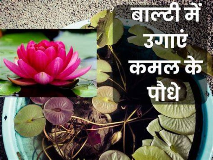 कमल हसन की बेटी की प्राइवेट फोटो को लीक करने बाला और कोई नहीं बल्कि थे उनके बॉयफ्रेंड, देखें